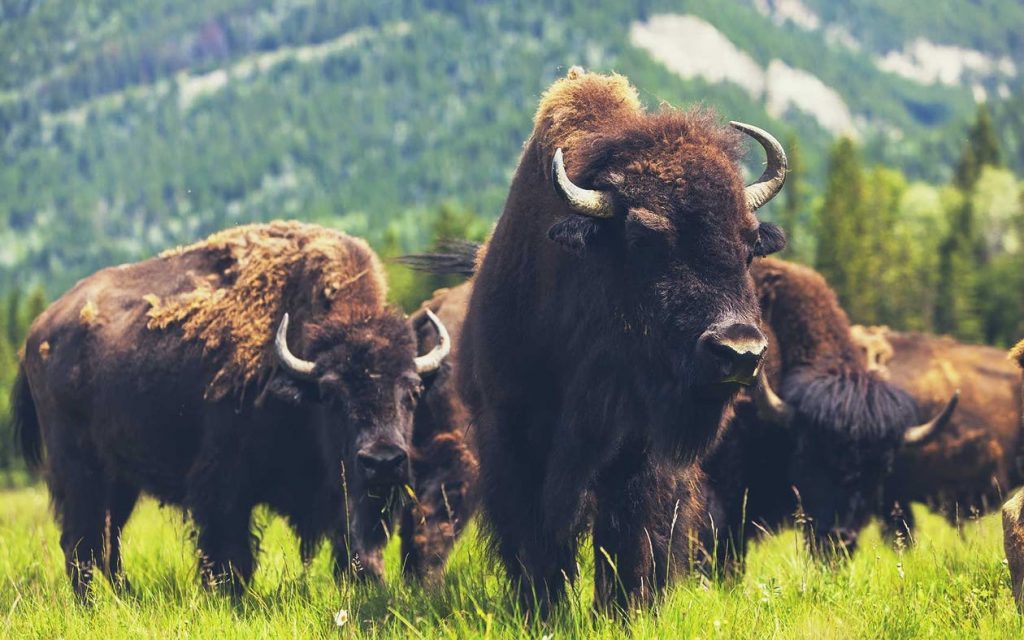buy bison meat near you - Noble Premium Bison
