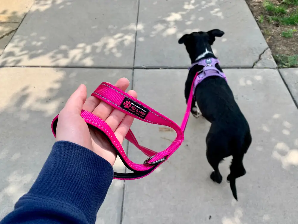How to Choose the Best Double Dog Leash for Your Pets