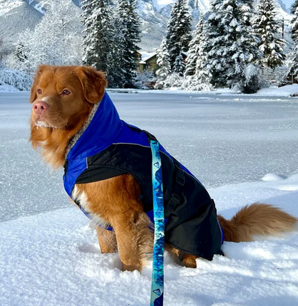 Glacier Insulated Dog Parka