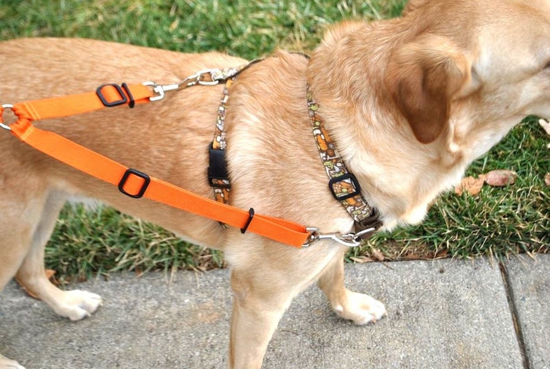 fog leash