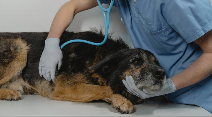 dog surgery center