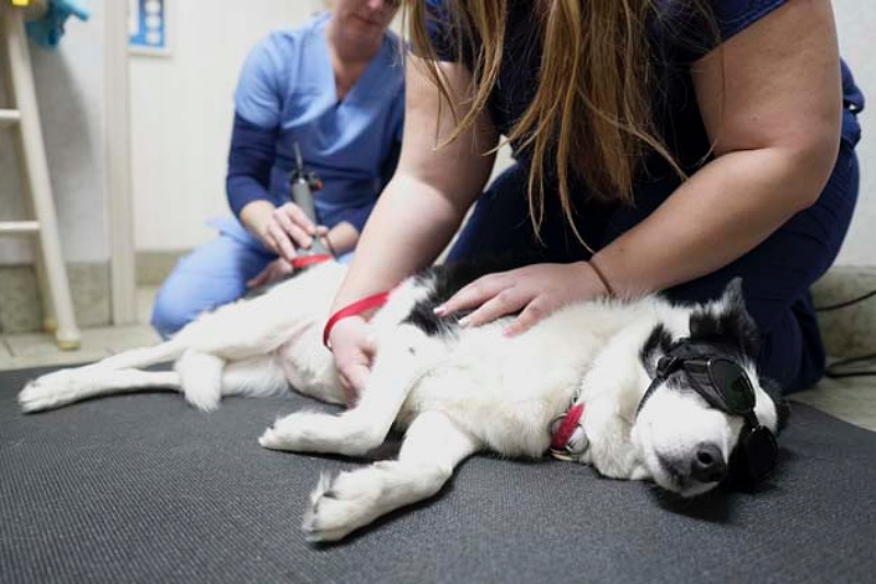pet vaccinations in Encino