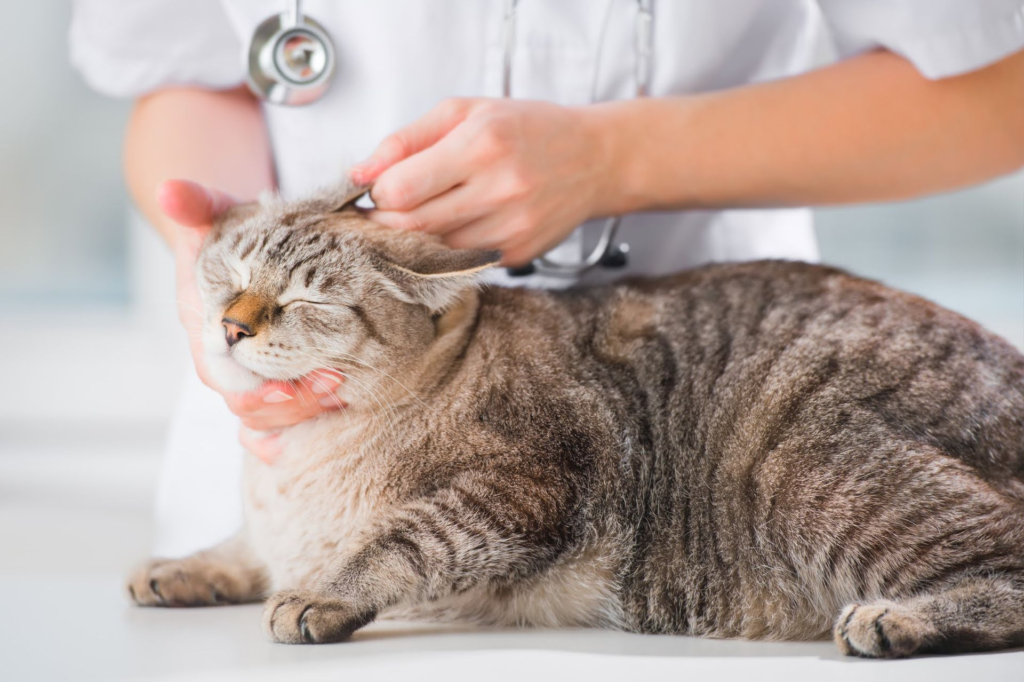 Cat wellness exams