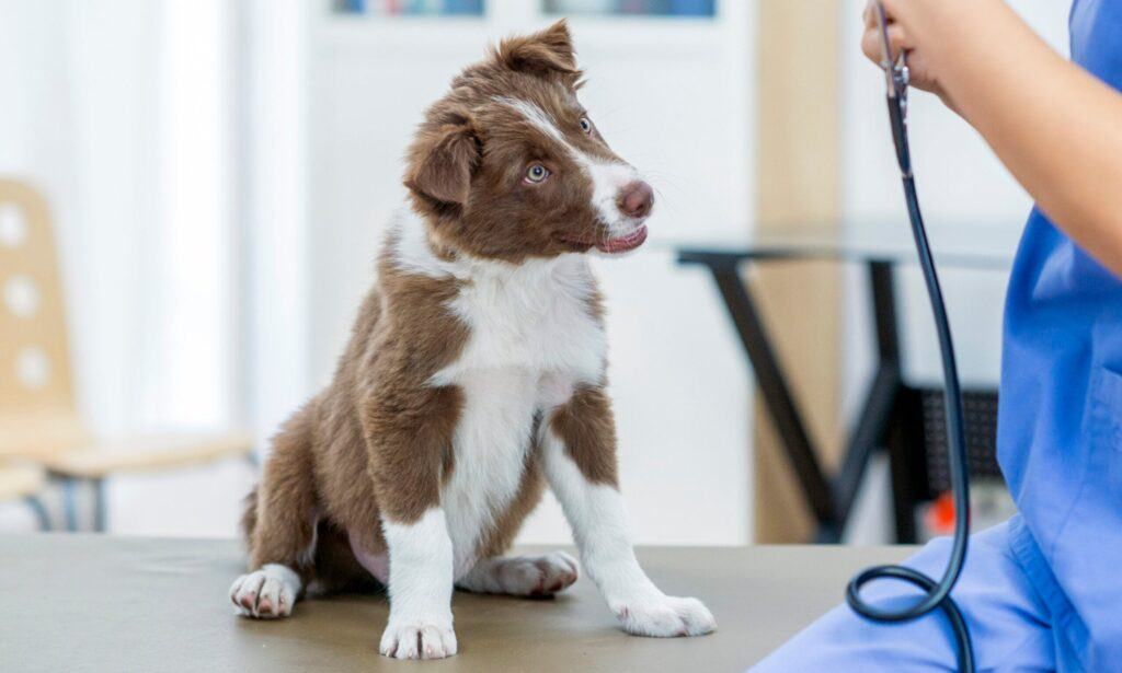 Dog wellness exams in Encino